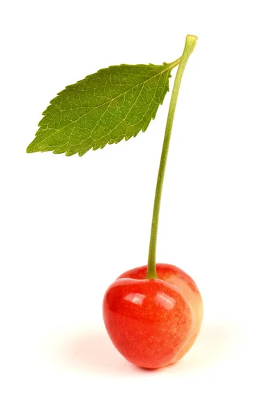 Light Red Sweet Cherry Green Leaves Side View Isolated White — Stock Fotó
