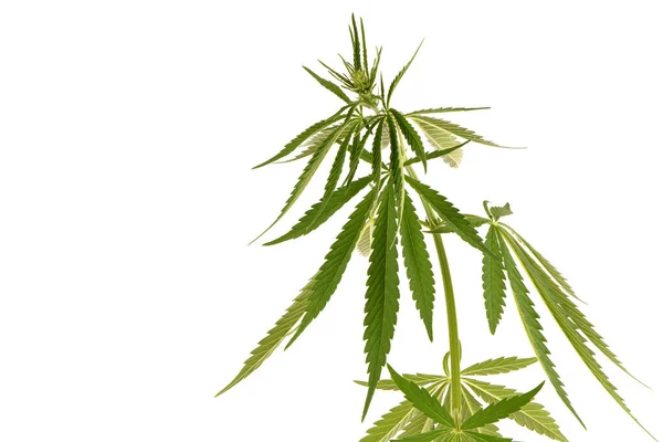 Lékařské Použití Marihuana Rostlina Vysoko Cbd Boční Pohled Izolované Bílém — Stock fotografie