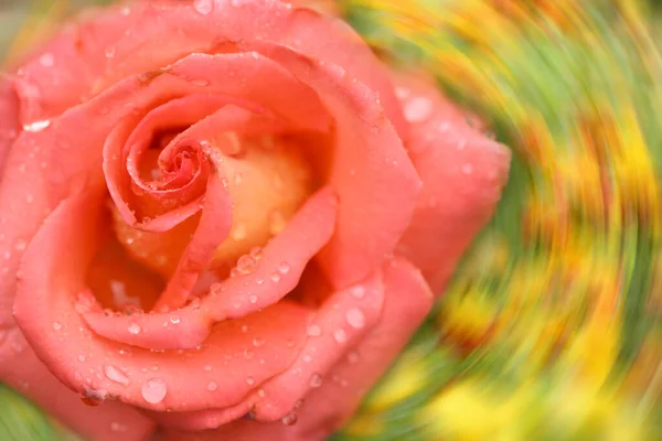 粉红玫瑰花 节庆背景模糊 有空余空间作题词 侧视图 高分辨率照片 有选择的重点 浅水区深度 — 图库照片