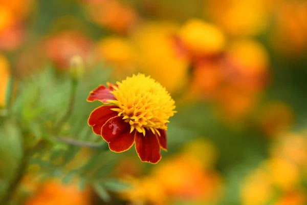 Flowers Marigolds Side View High Resolution Photo Selective Focus Shallow — Fotografia de Stock