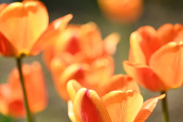 Blomstersäng Med Blommande Tulpaner Frön Prydnadsväxter Och Blommor För Trädgården — Stockfoto