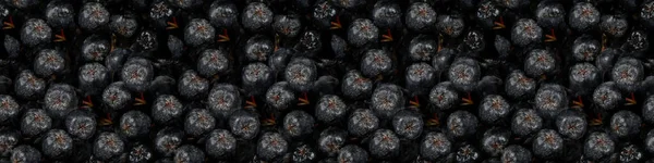 Безшовний Довгий Прапор Фон Стиглими Ягодами Аронії Меланокарпи Black Chokeberry — стокове фото