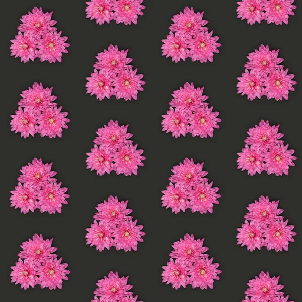 Patrón Sin Costuras Flor Crisantemo Rosa Chrysanthemum Indicum Aislada Sobre — Foto de Stock