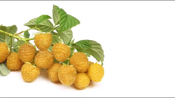 Yellow Raspberry Twig Leaves Isolated White Background Uhd Video Footage — Stock Video