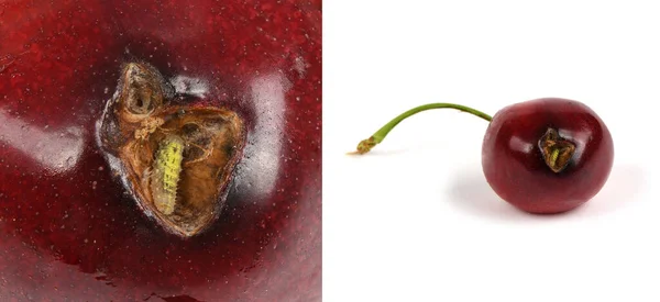 Ladybug Larva Cherry Extreme Closeup High Resolution Photo Full Depth — Stock Photo, Image