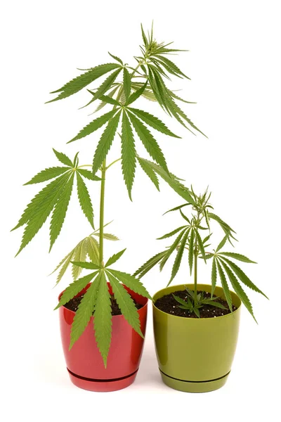 Cannabis Plants Flower Pot Side View Isolated White High Resolution — Stock Photo, Image
