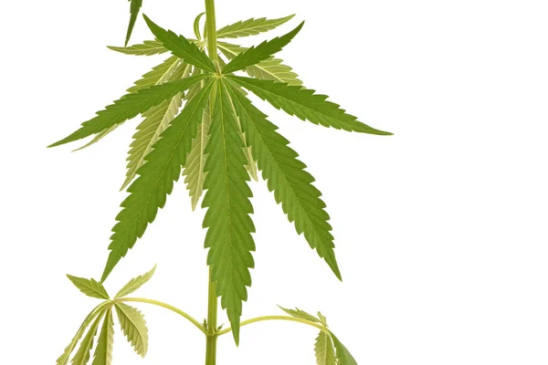 Medicinsk Användning Marijuana Växt Högt Cbd Sidovy Isolerad Vitt Högupplöst — Stockfoto