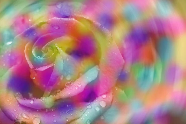 Frische Schöne Mehrfarbige Rosen Blühen Für Einen Floralen Hintergrund Seitenansicht — Stockfoto