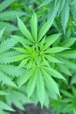 Young stems of cannabis with flowers. High resolution photo. Selective focus.