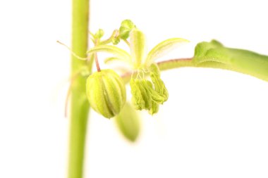 Cannabis flowers, side view isolated on white. Extrem close-up. High resolution photo. Full depth of field.