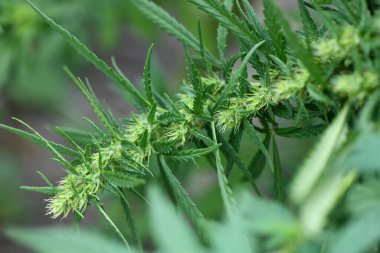 Cannabis/marijuana plants. Fresh cannabis plant. High resolution photo. Selective focus. Shallow depth of field.