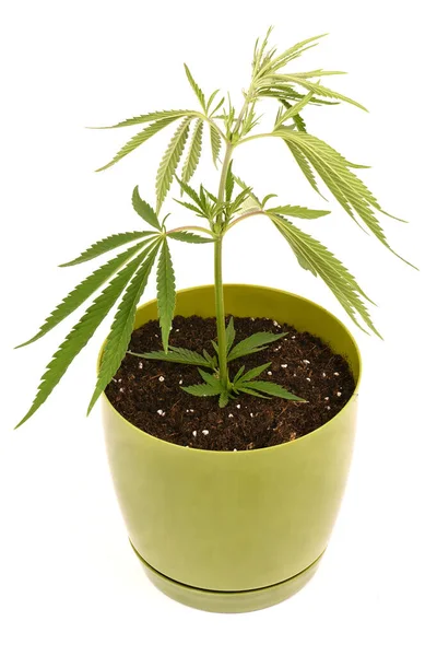 Cannabis Växter Blomkruka Sidovy Isolerad Vitt Högupplöst Foto Fullständigt Skärpedjup — Stockfoto