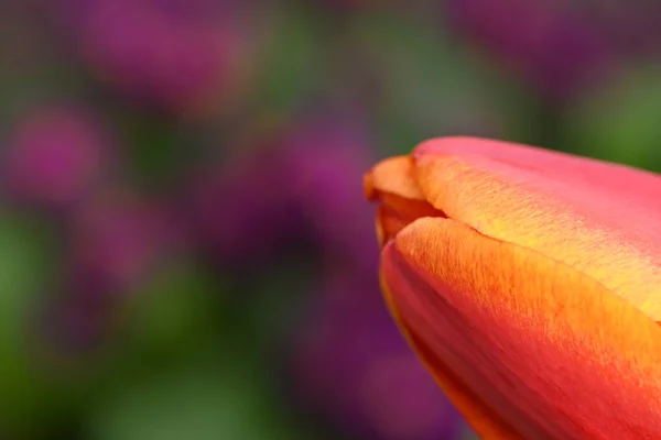 Oöppnad Knopp Ung Tulpan Trädgårdsodling Och Blomsterodling Högupplöst Foto Selektivt — Stockfoto