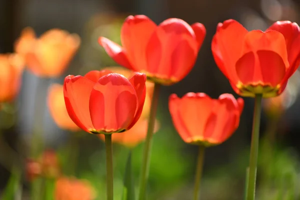 Blomstersäng Med Blommande Tulpaner Frön Prydnadsväxter Och Blommor För Trädgården — Stockfoto