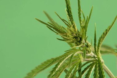 Tıbbi kullanım marihuana fabrikası yüksek CBD yan görünümlü yeşil üzerinde izole. Yüksek çözünürlüklü. Tam alan derinliği.