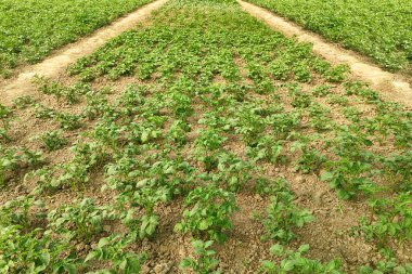 Yeşil patates tarlası. Tarım mevsiminde tarla tarlası. Yaprakları olan genç yeşil bitki.