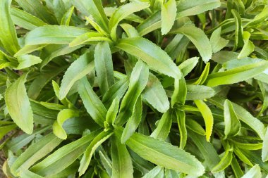 Dekoratif pantolonun yeşil yapraklarından doğal yeşil arka plan