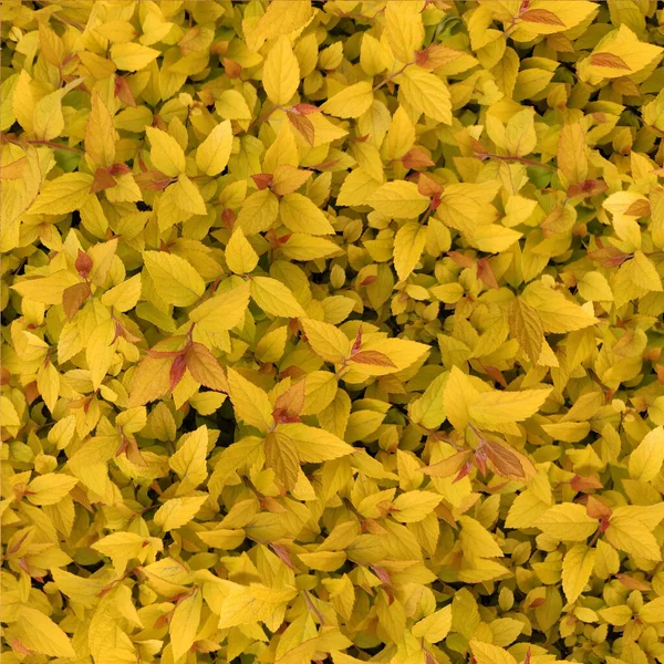 Απρόσκοπτη Μοτίβο Του Κίτρινου Υποβάθρου Από Φύλλα Βατόμουρου Βατόμουρο Κόκκινο — Φωτογραφία Αρχείου