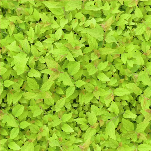 无缝化的绿色背景图案 由桑树 红桑树的叶子制成 顶视图背景 — 图库照片