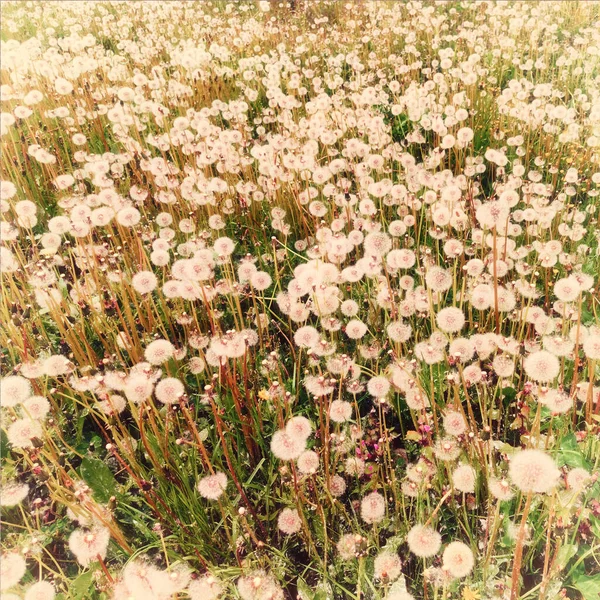 Αφρώδης Υφή Των Καλοκαιρινών Λουλουδιών Λιβάδι Πικραλίδα Πικραλίδα Λευκά Λουλούδια — Φωτογραφία Αρχείου
