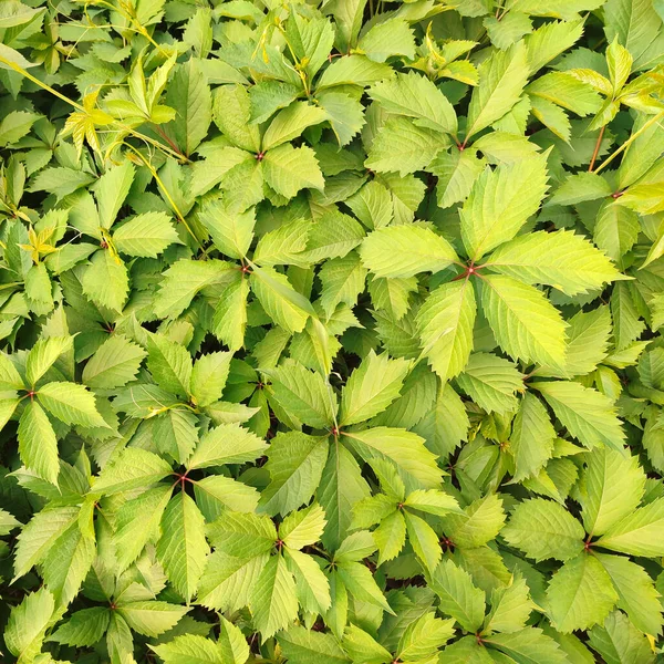 绿叶装饰葡萄的天然绿色背景 葡萄叶在日光下的自然颜色 — 图库照片