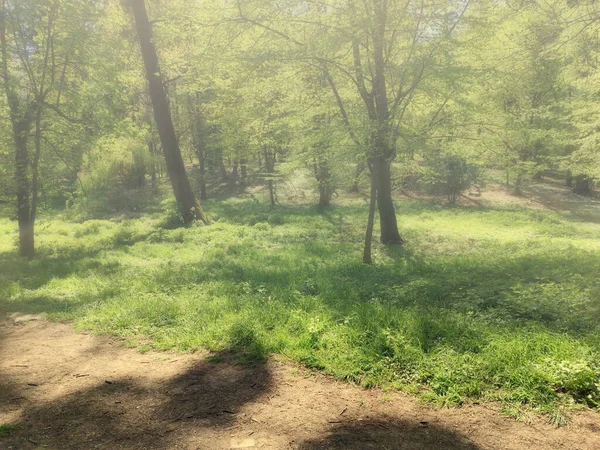 Зелений Місцевий Громадський Парк Красивими Деревами Якому Ранковому Сонячному Світлі — стокове фото