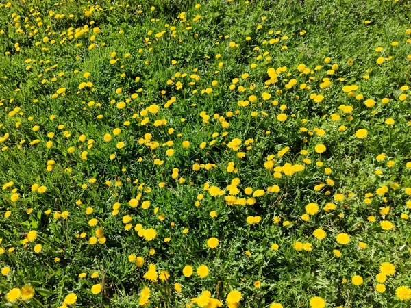 Υφή Των Καλοκαιρινών Λουλουδιών Λιβάδι Πικραλίδα Πικραλίδα Κίτρινα Λουλούδια Πράσινο — Φωτογραφία Αρχείου