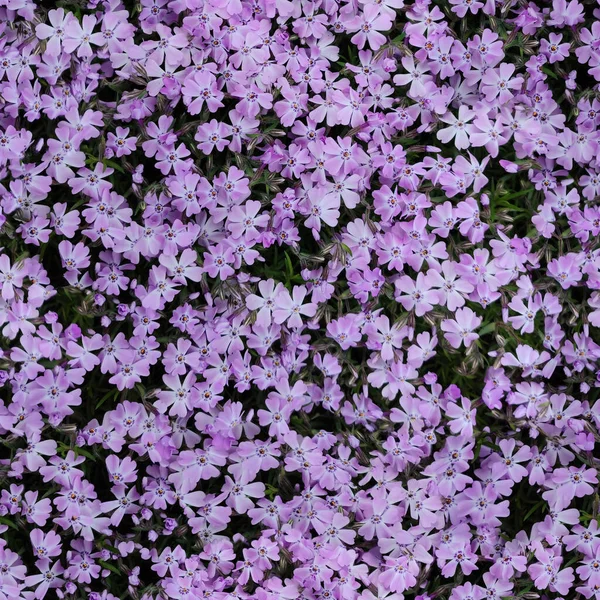 Bezešvé Vzor Růžové Pozadí Květin Phlox Subulovat Pozadí Horního Pohledu — Stock fotografie