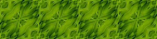 Seamless Long Banner Young Hosta Leaves Spring Natural Background Hosta — Stock Photo, Image