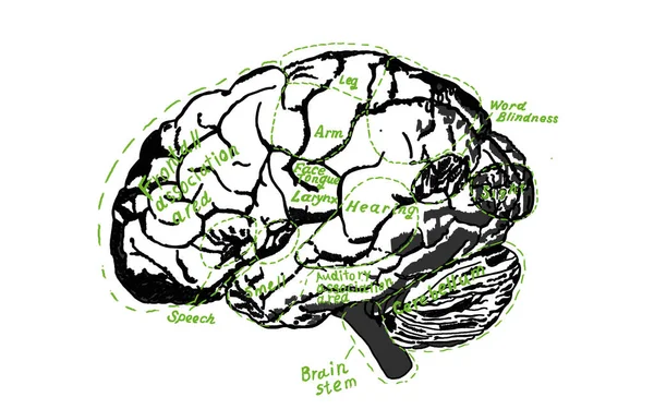 Esquema Cerebral Humano Vintage Para Educación Ciencia Tipografía Detallada Del — Foto de Stock