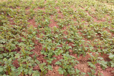 Yeşil patates tarlası. Tarım mevsiminde tarla tarlası. Yaprakları olan genç yeşil bitki.