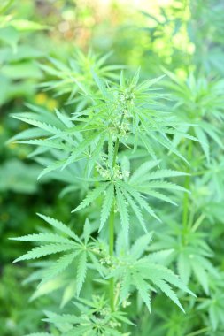 Young stems of cannabis with flowers. High resolution photo. Selective focus.