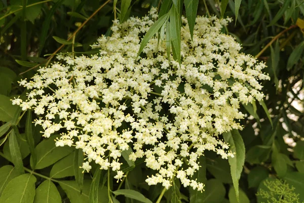 Pequeñas Flores Blancas Arbusto Flores Negras Saúco Grandes Inflorescencias Con —  Fotos de Stock