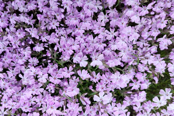 Pink Background Flower Phlox Subulate Top View Background Texture — Stock Photo, Image