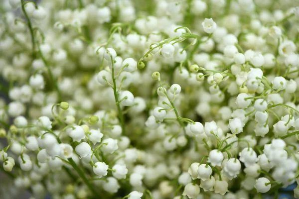 Vadi zambakları. Vadi çiçeklerinin zambaklarından oluşan bir arka plan. Yüksek çözünürlüklü. Seçici odak