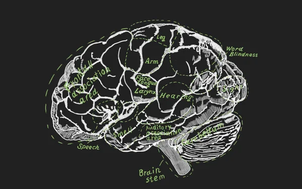 Схема Людського Мозку Відроджується Освіти Науки Детальна Мапа Мозку Людським — стокове фото