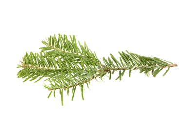 Spruce şubesi beyaz arka planda izole edilmiş. Yüksek çözünürlüklü. Tam alan derinliği. 