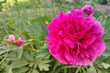 Bahar bahçesindeki yeşillikler arasında şakayık çiçekleri (Paeonia). Sığ derinlik