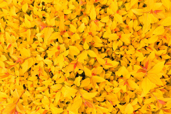 Yellow background from leaves of barberry, thunbergs barberry, red barberry. Top view background, textur