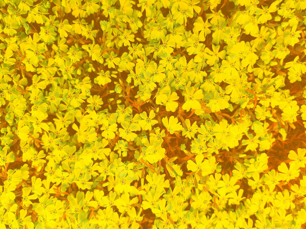 Yellow background from flower, Phlox subulate. Top view background, texture