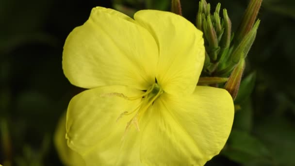 Oenothera Oenothera Biennis Piękny Kwiat Kwitnący Ogrodzie Ruch Stronę Widza — Wideo stockowe