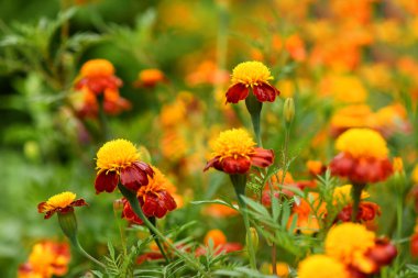 Flowers Marigolds. Side view. High resolution photo. Selective focus. Shallow depth of field.