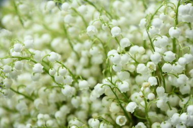 Vadi zambakları. Vadi çiçeklerinin zambaklarından oluşan bir arka plan. Yüksek çözünürlüklü. Seçici odak