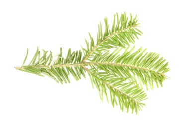 Spruce şubesi beyaz arka planda izole edilmiş. Yüksek çözünürlüklü. Tam alan derinliği. 