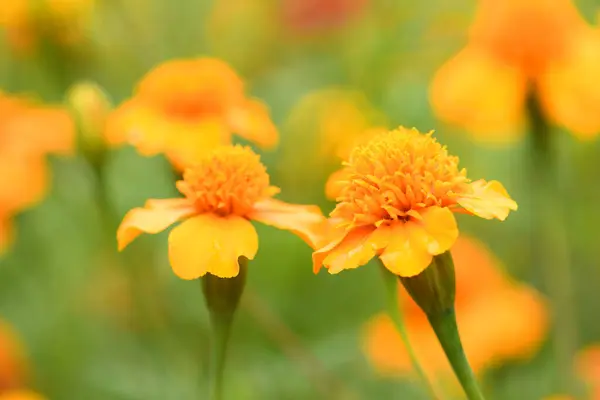 Flowers Marigolds Side View High Resolution Photo Selective Focus Shallow Fotos De Stock Sin Royalties Gratis