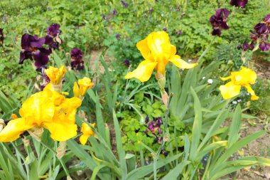 Bahçede çiçek açan irisler. İris çiçekleri yakın plan. Bir grup Hollanda iris çiçeği tarlası (Iris x hollandica)