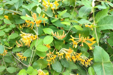 Blooming yellow honeysuckle Bush. Flowering yellow Honeysuckle (Woodbine). Lonicera japonica, known as Japanese honeysuckle and golden-and-silver honeysuckle. clipart