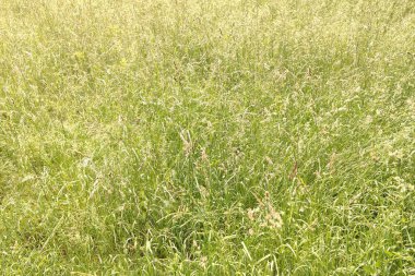 Bentgrass. Çayır otlarının arka planı, yakın plan. Çayırın otları kuru ve kabarık. Yazın ya da sonbaharın yumuşak ve yumuşak rengi. Agrostis, bükülmüş ya da çimen bitkileri. Poa, bluegrass. Huzur ve sükunet.