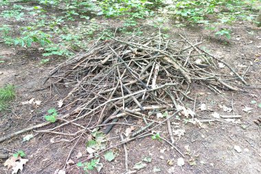 Ormandaki eski dallar yığını. Tahta sopa ve çene..