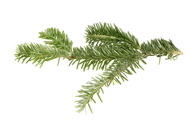 Spruce Branch Isolated White Background High Resolution Photo Full Depth Stock Picture